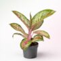 aglaonema painted celebration
