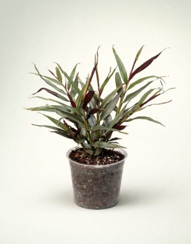 Zingiber Officinalis Alpinia Silver