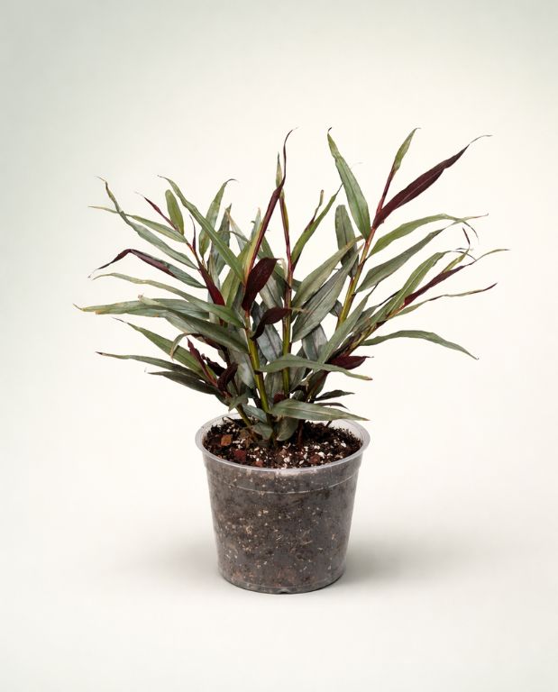 Zingiber Officinalis Alpinia Silver