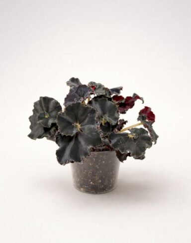 Begonia Dark Mambo