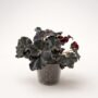Begonia Dark Mambo