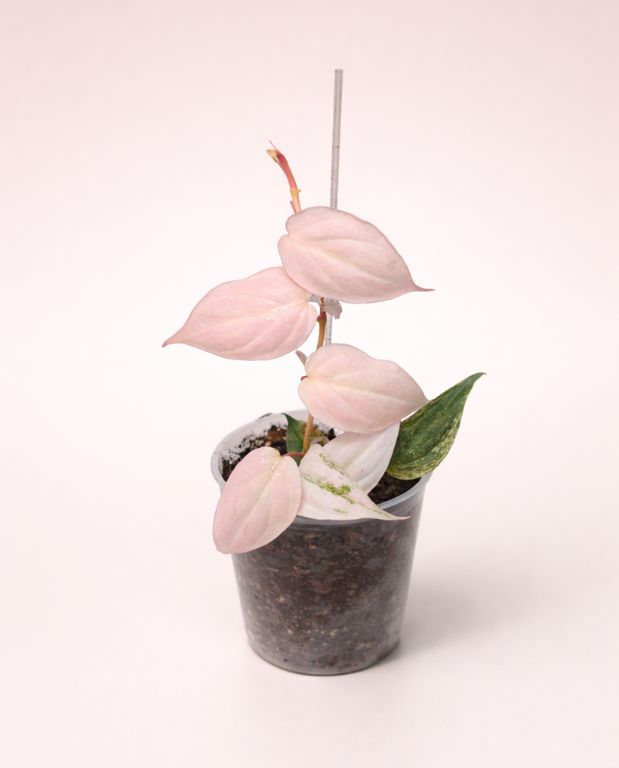 Philodendron Micans Marble Variegata