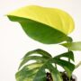 Monstera Deliciosa Aurea feuilles panachées jaunes