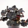 Begonia Dark Mambo
