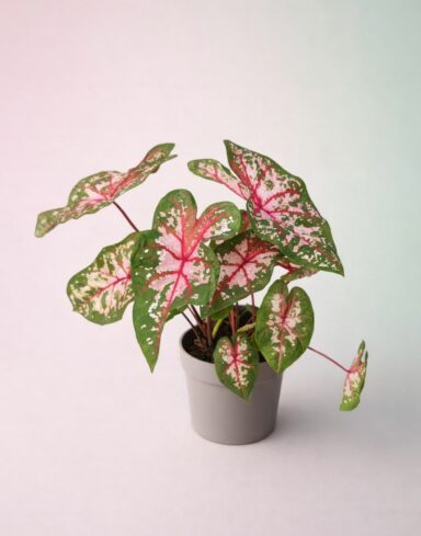 Caladium Carolyn Whorton