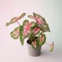 Caladium Carolyn Whorton