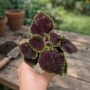 Coleus Abbey Road