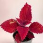 Coleus Second Street
