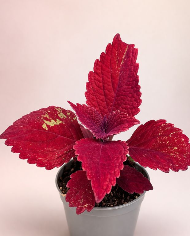 Coleus Second Street