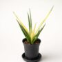 Sansevieria Comet Chrysantha Lemon