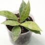 Hoya Lacunosa Snow Leopard