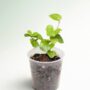 Dioscorea Elephantipes - Pied d'éléphant - Plante Tortue
