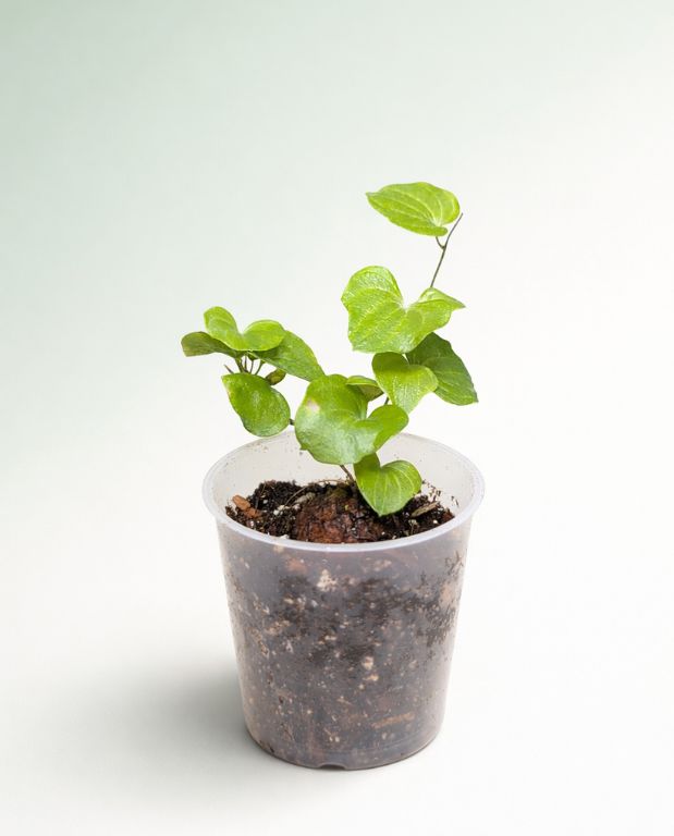 Dioscorea Elephantipes - Pied d'éléphant - Plante Tortue