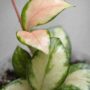 Hoya Heuschkeliana Variegata