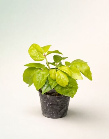 Schefflera Actinophylla Golden Amate