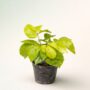 Schefflera Actinophylla Golden Amate