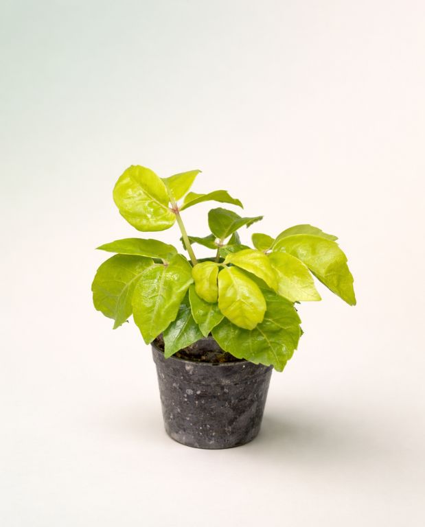 Schefflera Actinophylla Golden Amate