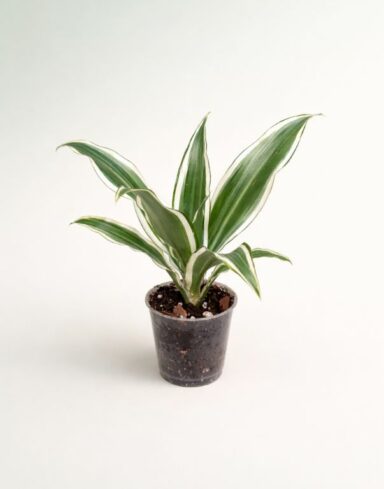 Dracaena Compacta White Jewel