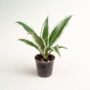 Dracaena Compacta White Jewel