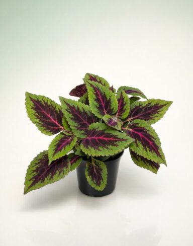 Coleus Ruby Road