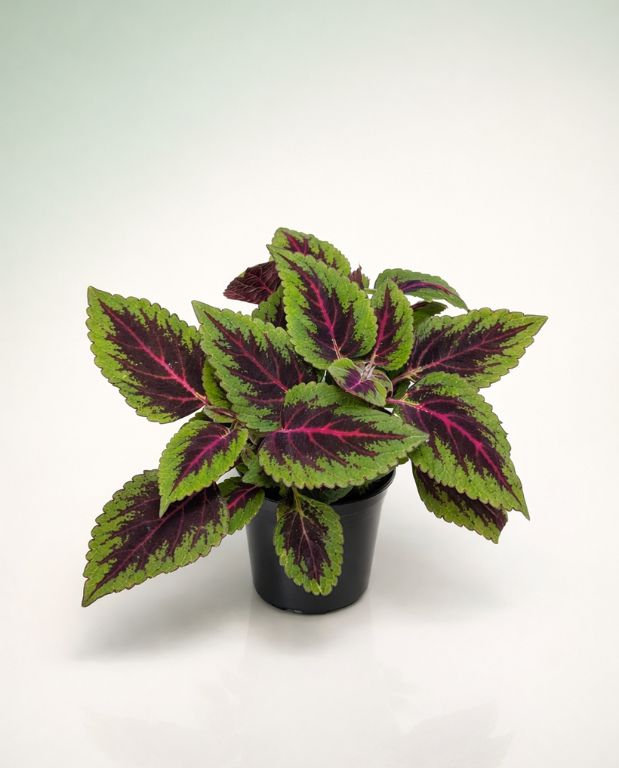 Coleus Ruby Road