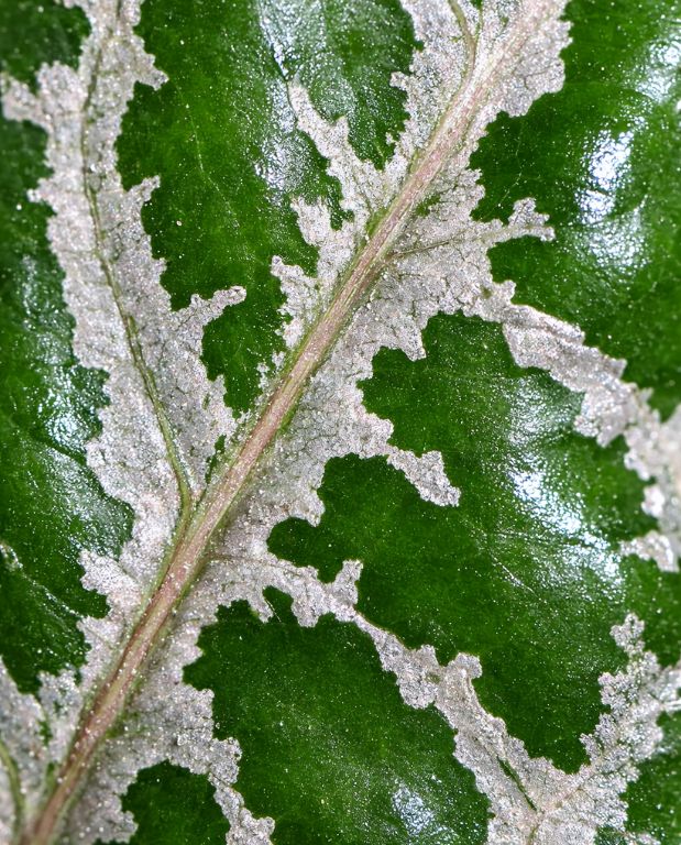 Piper ornatum - poivrier ornemental detail feuilles roses et vertes