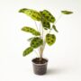 Maranta leuconeura Noid