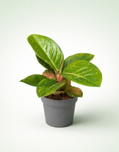 Aglaonema Apple Green
