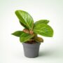 Aglaonema Apple Green