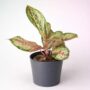 aglaonema painted celebration