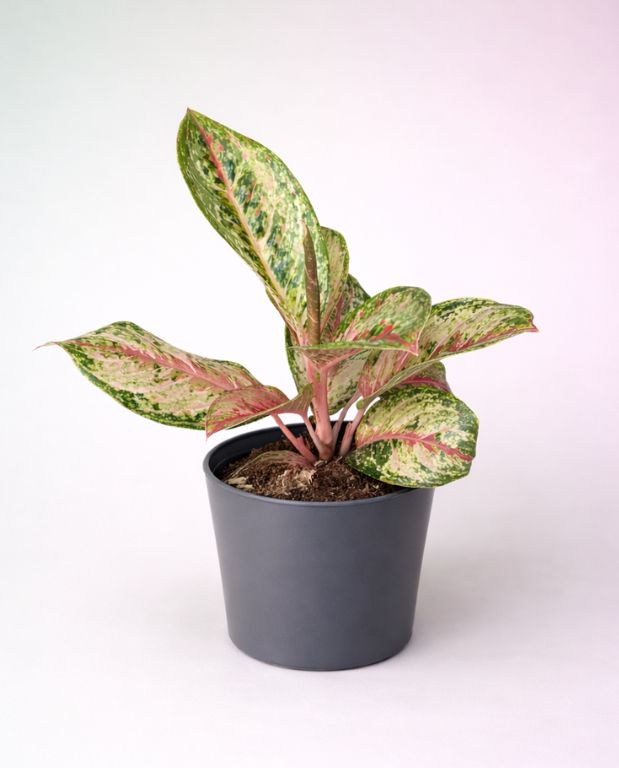 aglaonema painted celebration