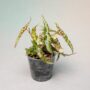 Begonia Rex Amphioxus