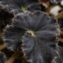 Begonia Dark Mambo