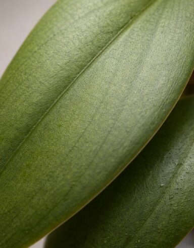 Philodendron Burle Marx Fantasy alternative