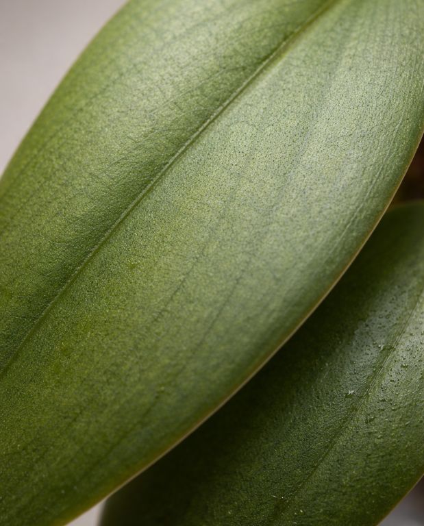 Philodendron Burle Marx Fantasy