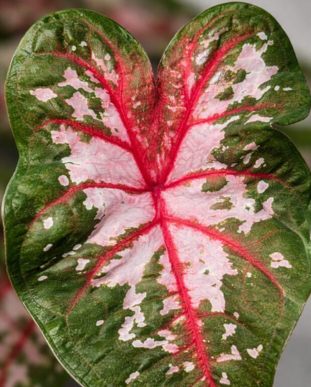 Caladium Carolyn Whorton