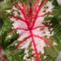 Caladium Carolyn Whorton