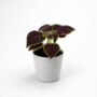 Coleus Abbey Road