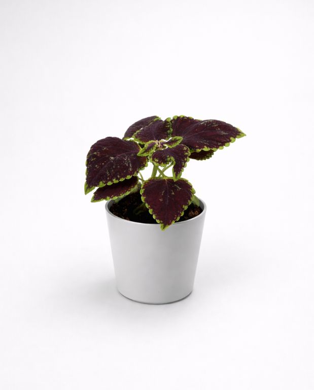 Coleus Abbey Road