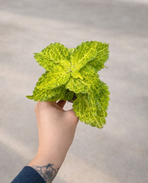 Coleus River Walk
