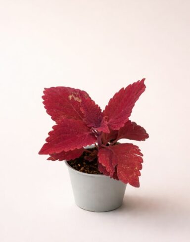 Coleus Second Street