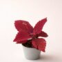 Coleus Second Street