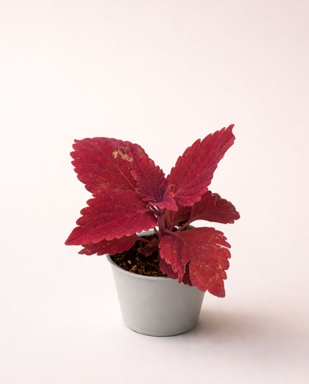 Coleus Second Street