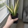 Sansevieria Comet Chrysantha Lemon