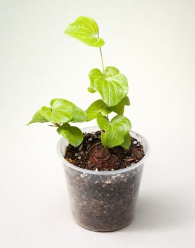 Dioscorea Elephantipes - Pied d'éléphant - Plante Tortue pot 9cm taille S