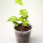 Dioscorea Elephantipes - Pied d'éléphant - Plante Tortue pot 9cm taille S