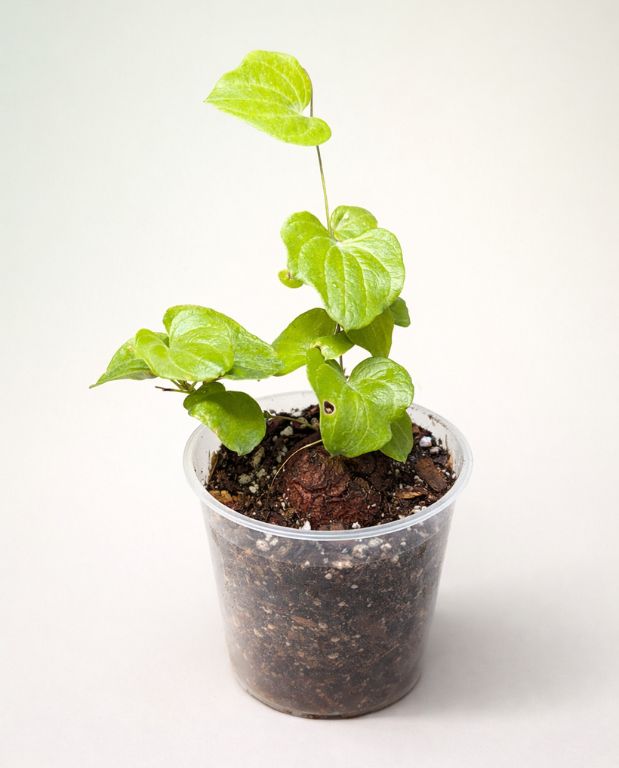 Dioscorea Elephantipes – Pied d’éléphant – Plante Tortue