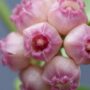 Hoya Heuschkeliana Variegata fleurs de porcelaine