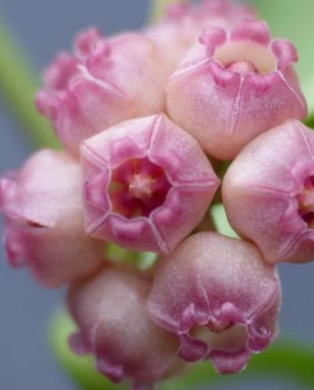 Hoya Heuschkeliana Variegata fleurs de porcelaine