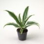Dracaena Compacta White Jewel